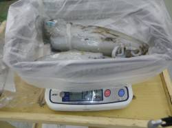 すさみ エギングでアオリイカ955～127…