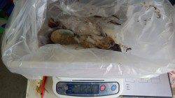 みなべ一本松にてエギング、タコＧＥＴ