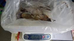 みなべ一本松にてエギング、タコＧＥＴ