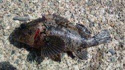 昼の蒲井港でジグヘッドルアーゲーム♪