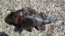 昼の蒲井港でジグヘッドルアーゲーム♪