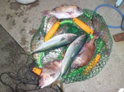 マリーナシティ海洋釣り堀 マダイにハマチに…