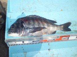 マリーナシティ海釣り公園、ブッコミでナイスサイズのチヌ！