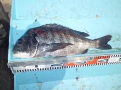 マリーナシティ海釣り公園、ブッコミでナイス…