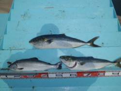 マリーナ海洋釣り堀、ハマチ・サツキマスの釣…