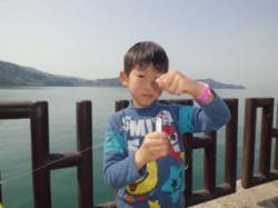 マリーナシティ海釣り公園 イワシの回遊始ま…