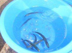 サビキでイワシ釣り　お子さんも楽しめます♪