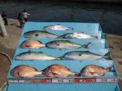 マリーナシティ海洋釣り堀、マダイにハマチに…