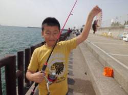 マリーナシティ海釣り公園、胴突きでガシラの…