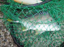 釣り公園でオキアミフカセ、キビレが釣れました♪