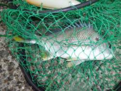 釣り公園でオキアミフカセ、キビレが釣れまし…