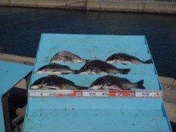 ひさびさの釣りでチヌ47cmを頭に15尾！