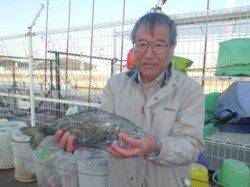 サビキでチヌ43cmGET！マリーナシティ海釣り公園
