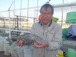 サビキでチヌ43cmGET！マリーナシティ…