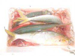 飛ばしサビキでコノシロを楽しみました！