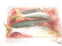 飛ばしサビキでコノシロを楽しみました！