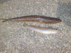 マリーナ海釣り公園、投げ釣りでキス釣れました！