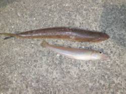 マリーナ海釣り公園、投げ釣りでキス釣れまし…