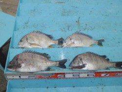 マリーナシティ海釣り公園、ブッコミでチヌ・キビレの釣果☆