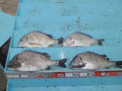 マリーナシティ海釣り公園、ブッコミでチヌ・…