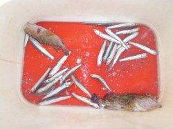 マリーナシティ海釣り公園、ファミリーサビキの釣果