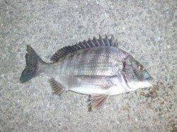 マリーナシティ海釣り公園、突堤部で良型チヌ含む8尾の釣果☆