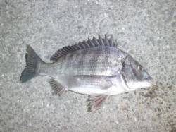 マリーナシティ海釣り公園、突堤部で良型チヌ…