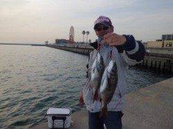 マリーナシティ海釣り公園、突堤部で良型チヌ含む8尾の釣果☆