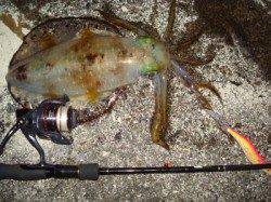 紀伊大島 エギングで納得サイズのアオリイカ1パイ☆