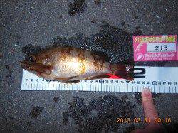 志筑 メバリングで5Hit4バラシも21cmゲット