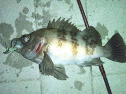 大阪南港 メバリングで良型メバル23cmゲ…