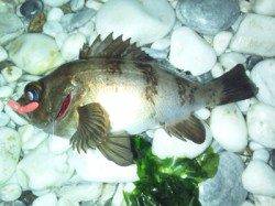 泉佐野 メバリングでメバル22cmゲット