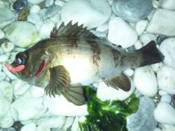 泉佐野 メバリングでメバル22cmゲット