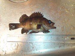 大阪南港 メバリングで良型メバル23cmゲット