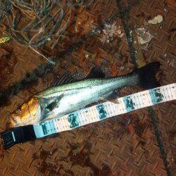 天保山周辺をらランガン、バイブレーションでシーバス釣果☆