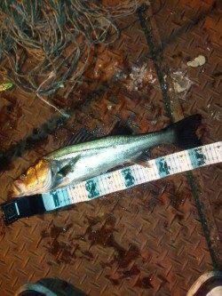 天保山周辺をらランガン、バイブレーションでシーバス釣果☆