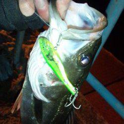 天保山周辺をらランガン、バイブレーションでシーバス釣果☆