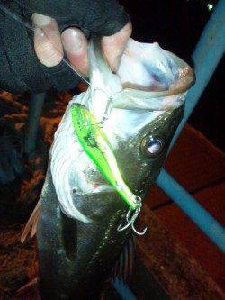 天保山周辺をらランガン、バイブレーションでシーバス釣果☆