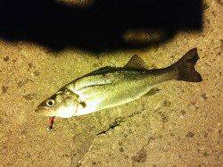 舞洲周辺へシーバスを狙い、シーバスは結構な数がいるようです