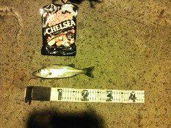 舞洲周辺へシーバスを狙い、シーバスは結構な数がいるようです