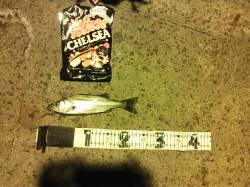 舞洲周辺へシーバスを狙い、シーバスは結構な…