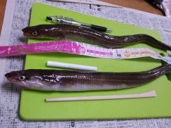 大川漁港付近でちょい投げ、アナゴの釣果