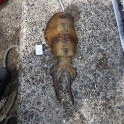 田辺沖磯でヤエン、キロアップもありました♪