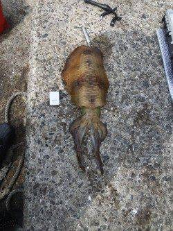 田辺沖磯でヤエン、キロアップもありました♪