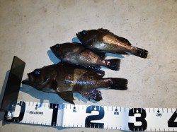 津居山港でメバリング、良サイズも釣れています。