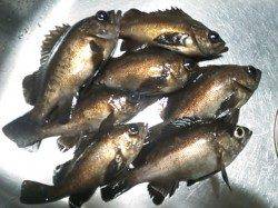 津居山港でメバリング、良サイズも釣れています。