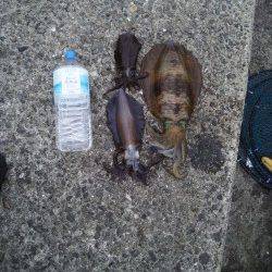 田辺沖磯でヤエン、キロアップもありました♪