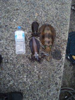 田辺沖磯でヤエン、キロアップもありました♪