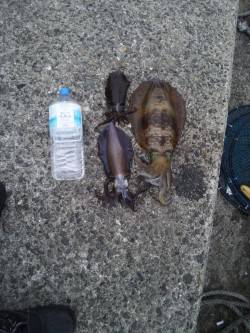 田辺沖磯でヤエン、キロアップもありました♪…