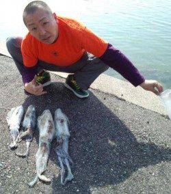 すさみ港でエギング、アオリ4杯ＧＥＴ！